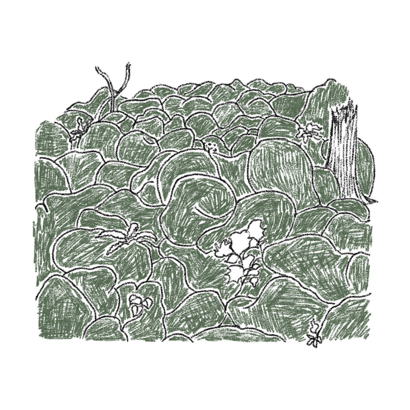 A moss green szín inspirációja