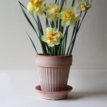 Kép 1/4 - Bergs Potter Simona cserép, 16cm, rose