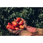 Kép 2/7 - San Marzano paradicsom