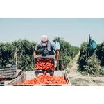 Kép 4/7 - San Marzano paradicsom