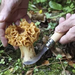 Kép 7/8 - Opinel gombászkés, hajlított pengével