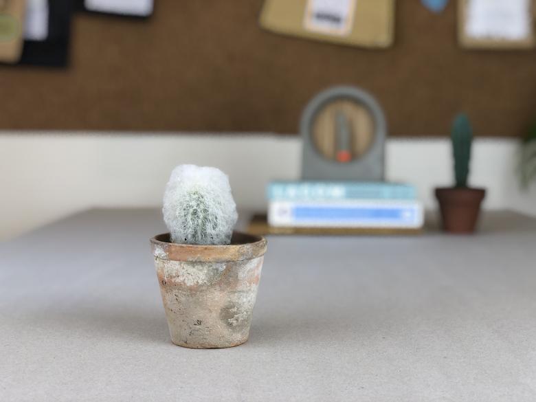kaktusz virágcserép wabi-sabi inspirálta